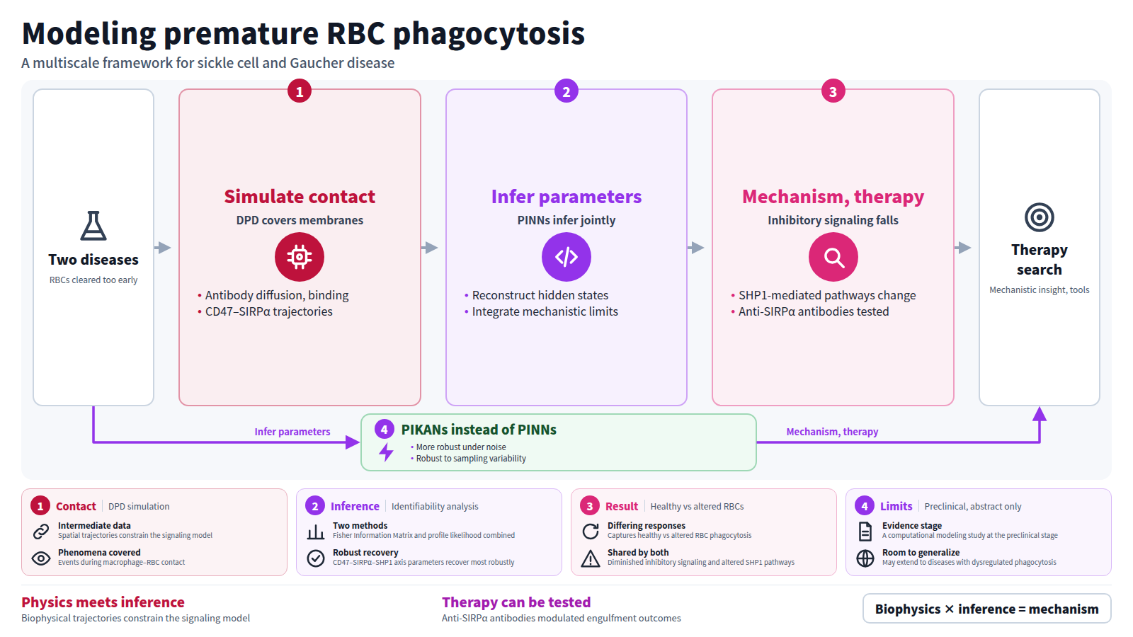 In sickle cell disease and Gaucher disease, RBCs are phagocytosed prematurely. The figure shows DPD simulation of macrophage–RBC contact producing CD47–SIRPα trajectories. PINNs then infer parameters and reconstruct hidden states. Both diseases show diminished inhibitory signaling and altered SHP1 pathways, and anti-SIRPα antibodies are simulated. A bypass uses PIKANs instead of PINNs, more robust under noise. The output is insight for therapeutic exploration.