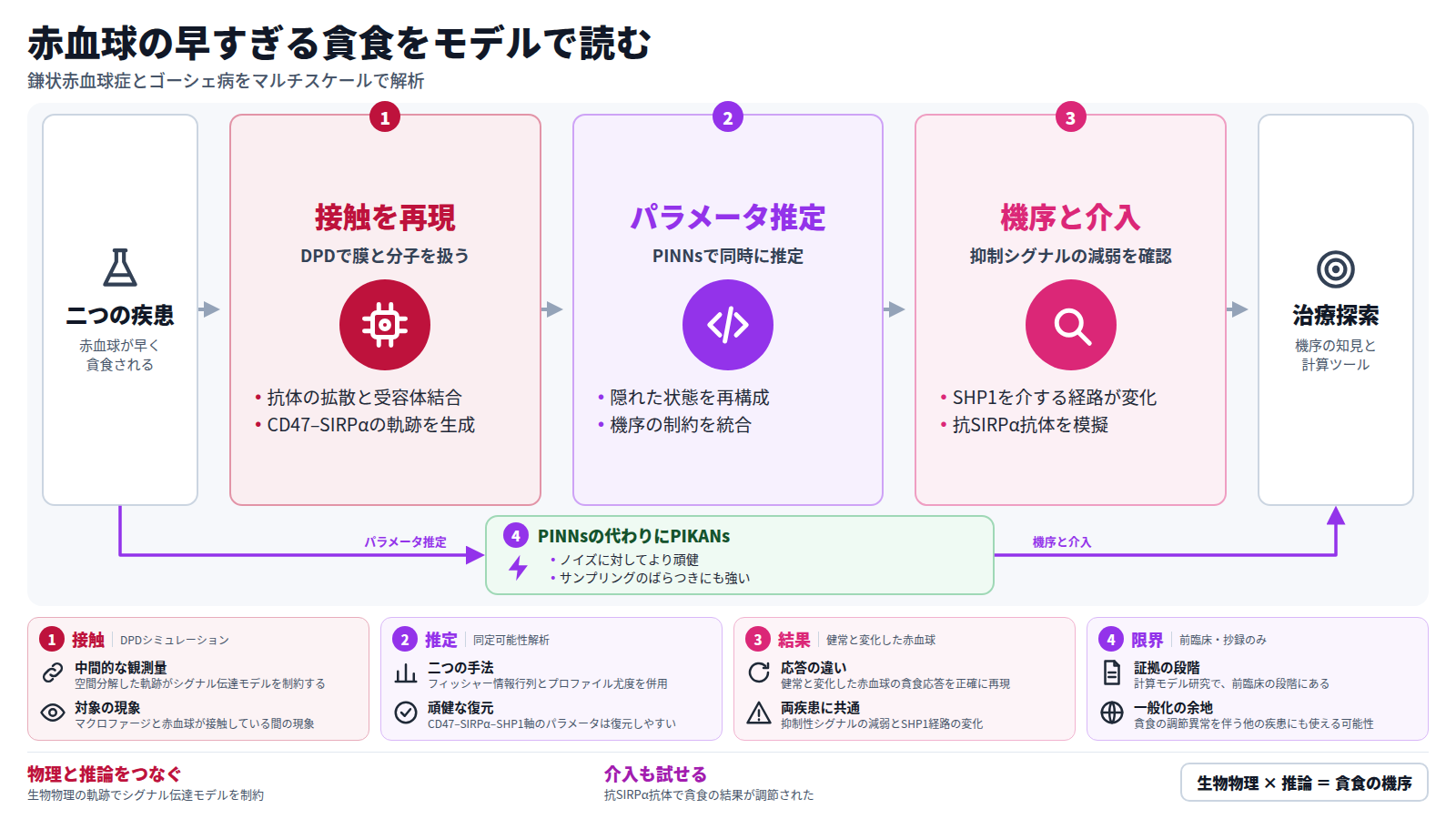 鎌状赤血球症とゴーシェ病では赤血球が早すぎる時期に貪食される。図は、まずDPDシミュレーションでマクロファージと赤血球の接触を再現し、CD47–SIRPαの軌跡を得る流れを示す。次にPINNsでパラメータを推定し、隠れた状態を再構成する。最後に両疾患で抑制性シグナルの減弱とSHP1経路の変化を確認し、抗SIRPα抗体の介入を模擬する。PINNsの代わりにPIKANsを使う道もあり、ノイズに強い。出口は治療探索への知見。